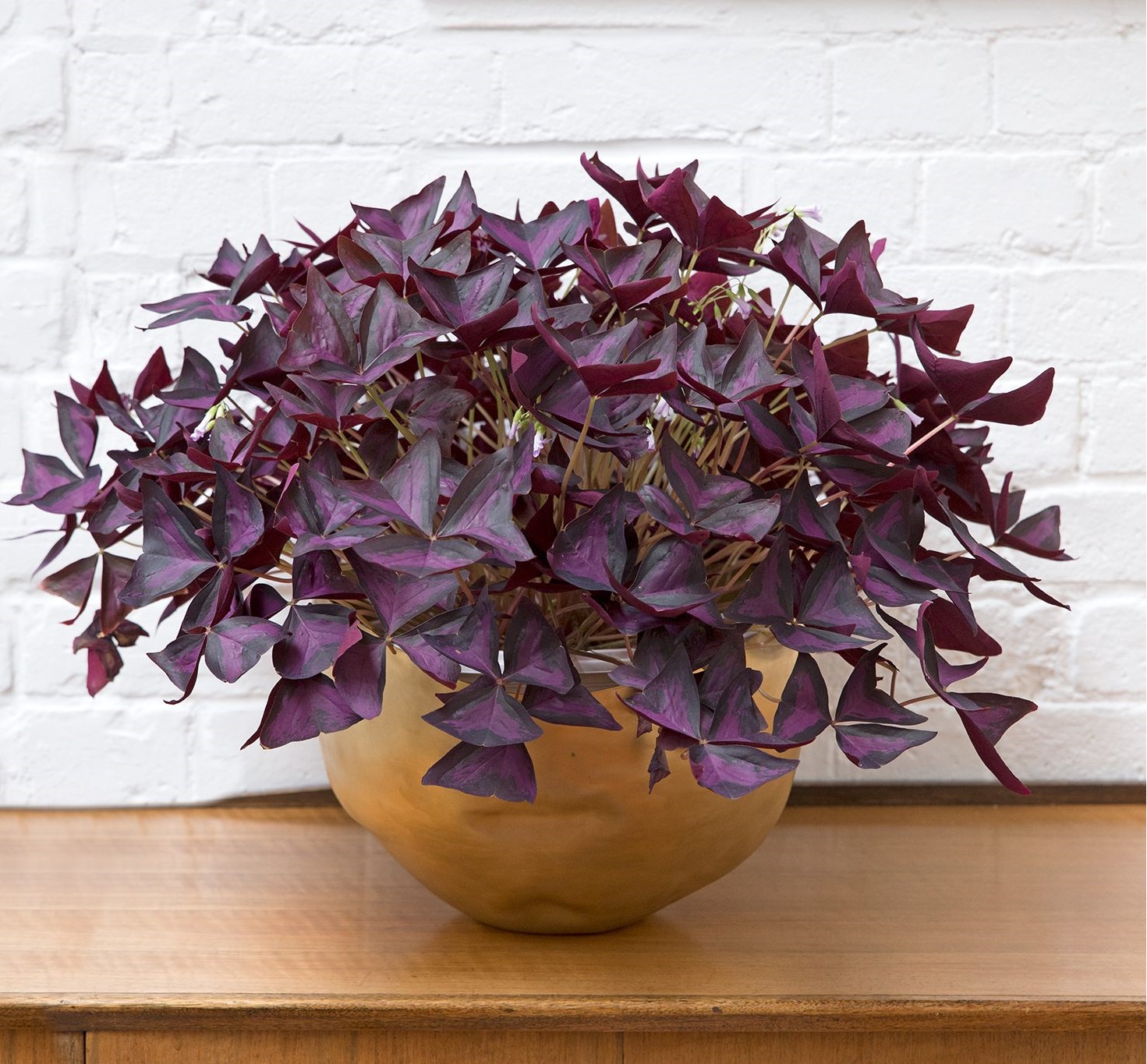 Oxalis triangularis